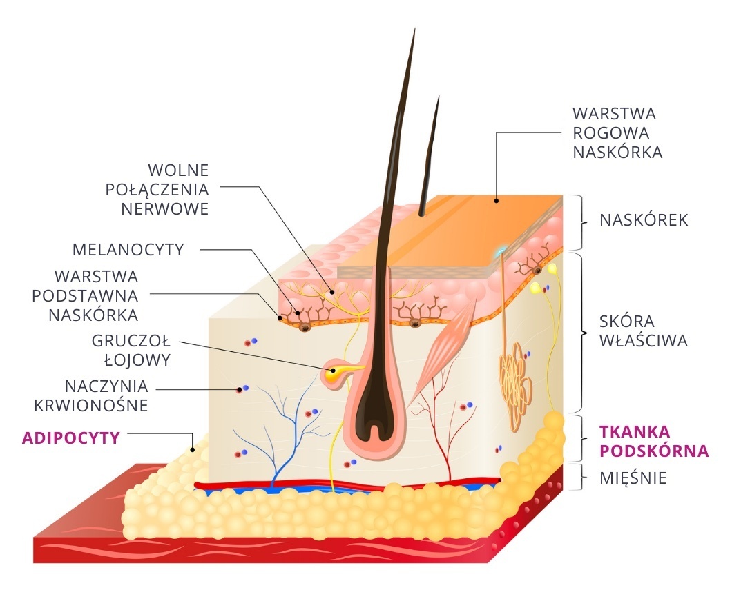 budowa skóry – lipoliza – wirtualna klinika